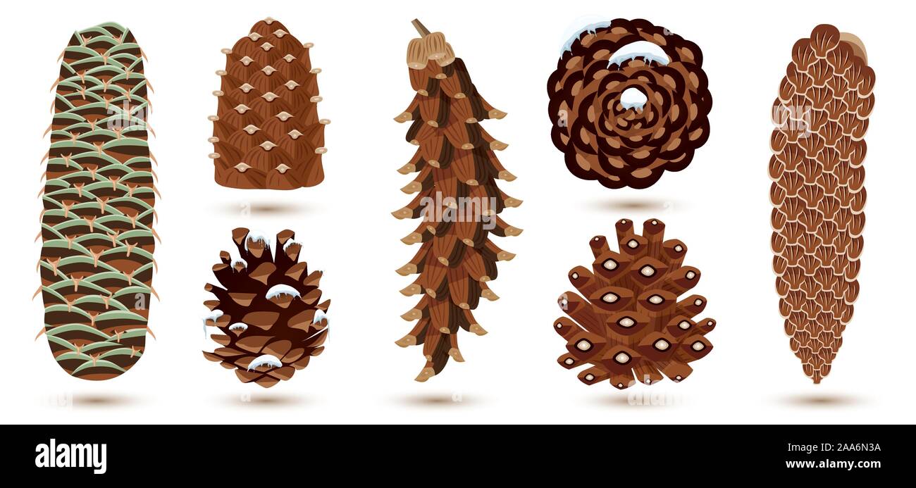 Set of Pine and Spruce Cones Isolated on White. Vector illustration. Botanical Collection. Stock Vector