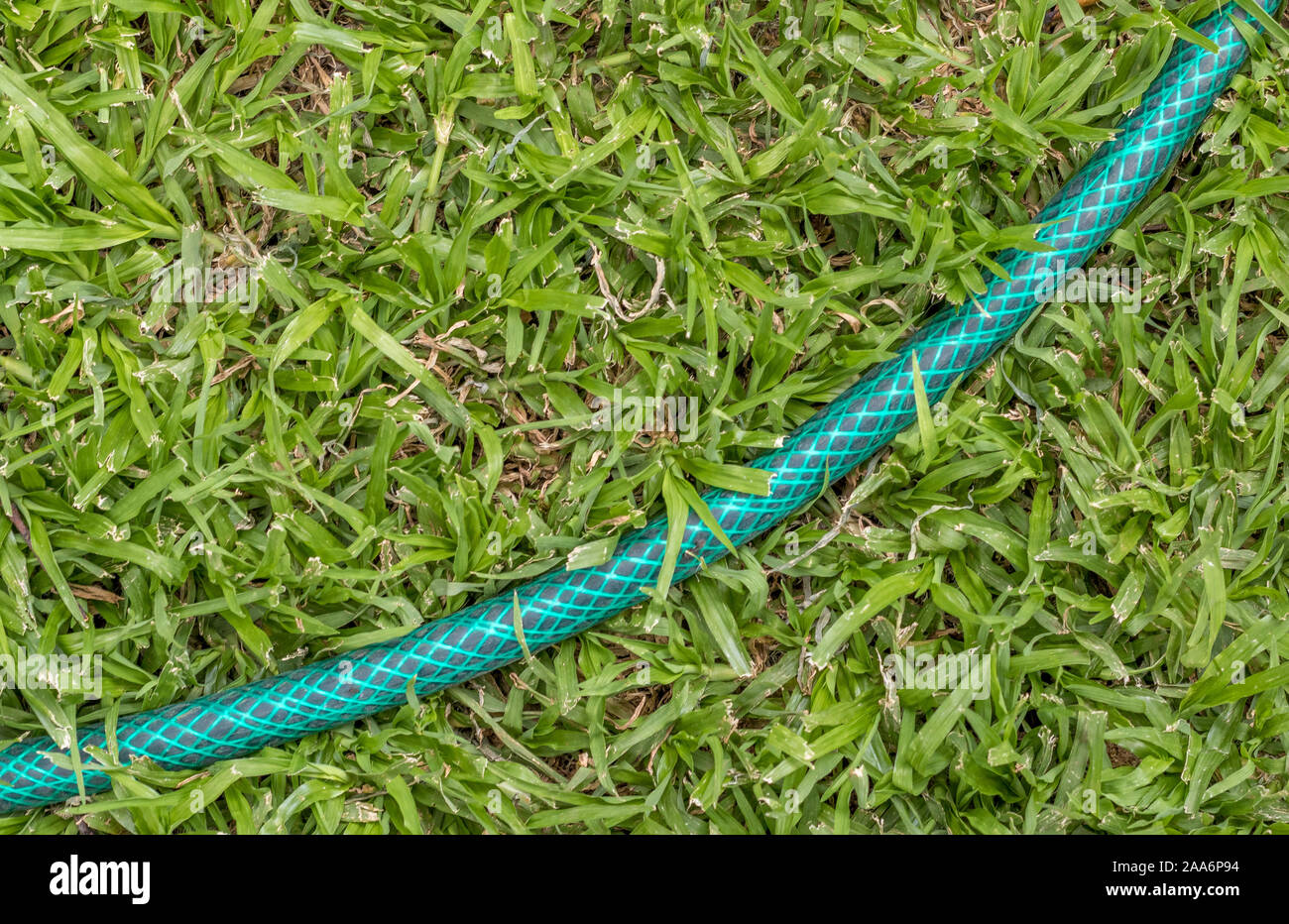 A green hosepipe at an angle on a green lawn - one dominant colour - image for background use with copy space Stock Photo