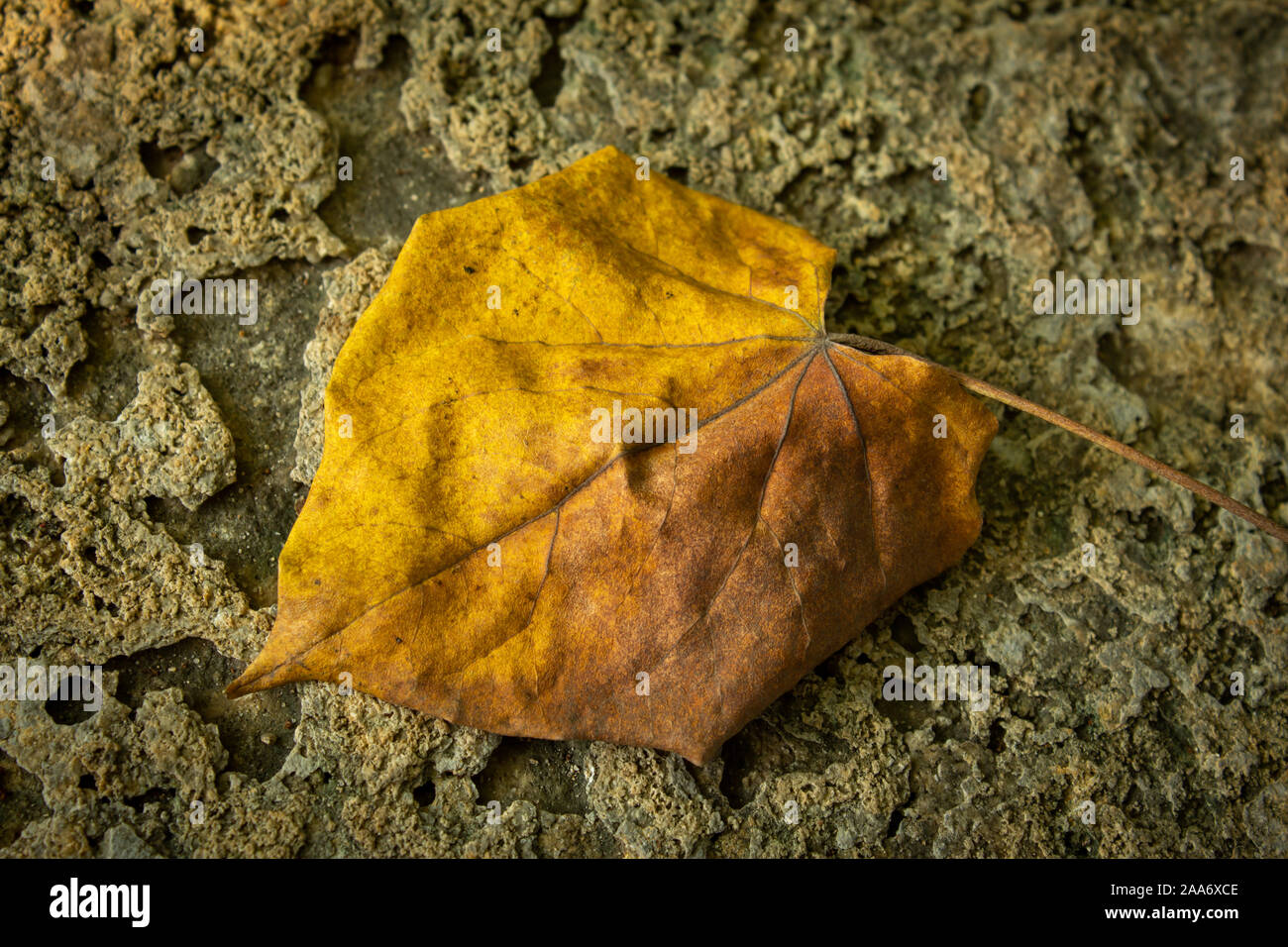 Close view of a dried fallen yellow leaf on a rock background Stock ...