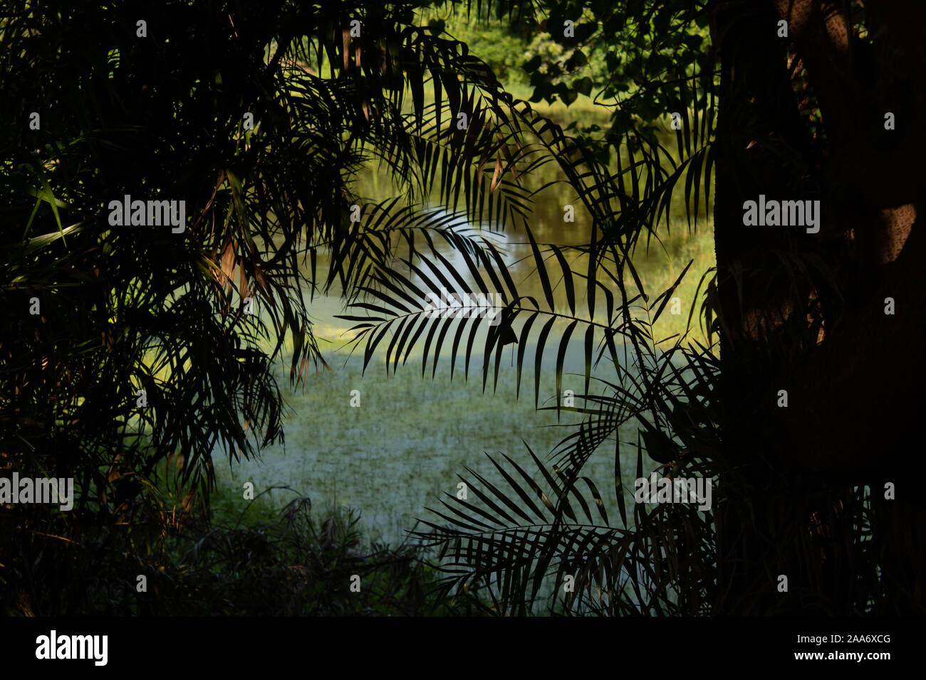 View of the wetland from dense tree cover in a park Stock Photo