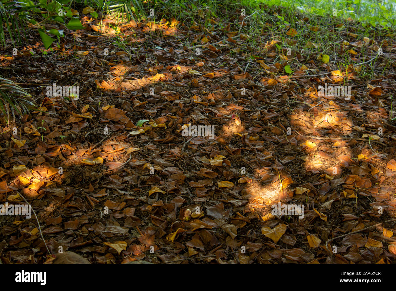 Colourful fallen leaves on brown forest soil background Stock Photo