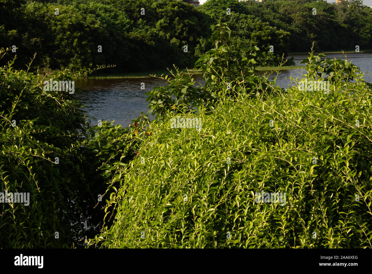 Greenery of lush vegetation and freshwater in a park Stock Photo
