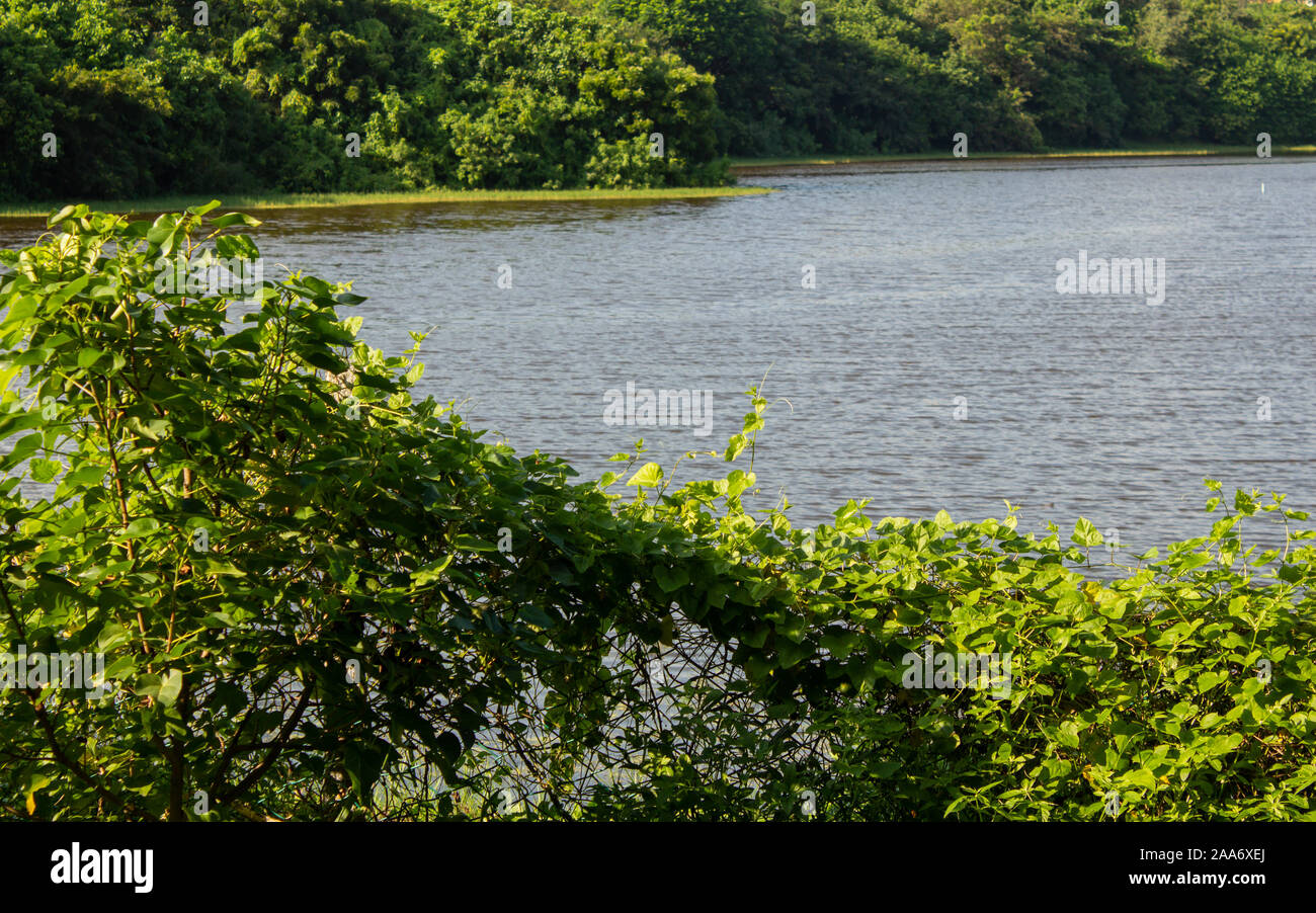 Scenic view of the lush foliage with water in background Stock Photo