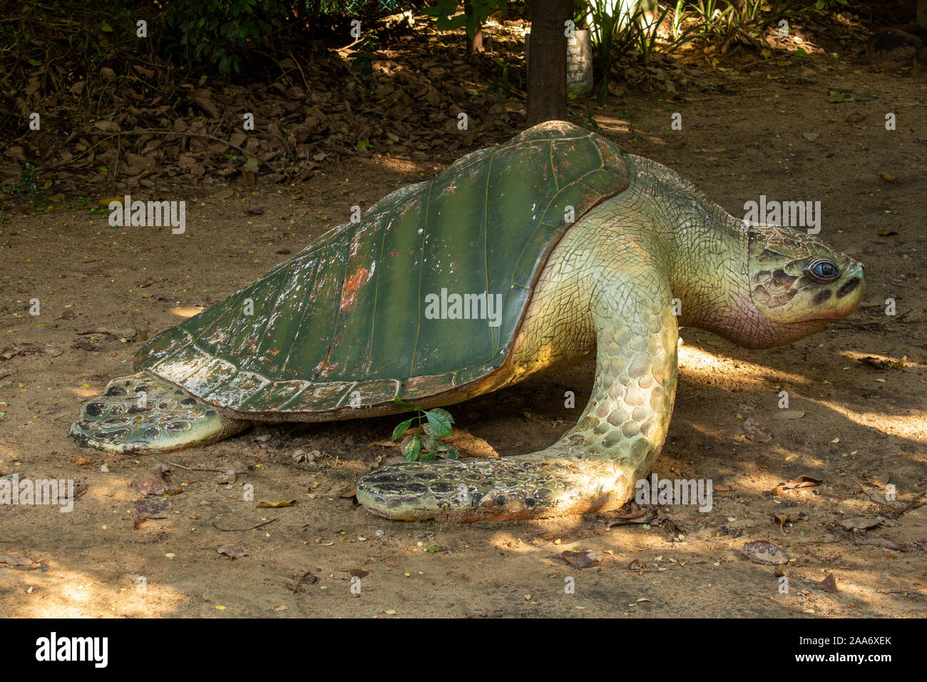 Chennai, Tamil Nadu / India - November 02 2019 : View of the turtle statue with art work in Tholkappia Poonga (also known as Adyar Eco Park). Stock Photo