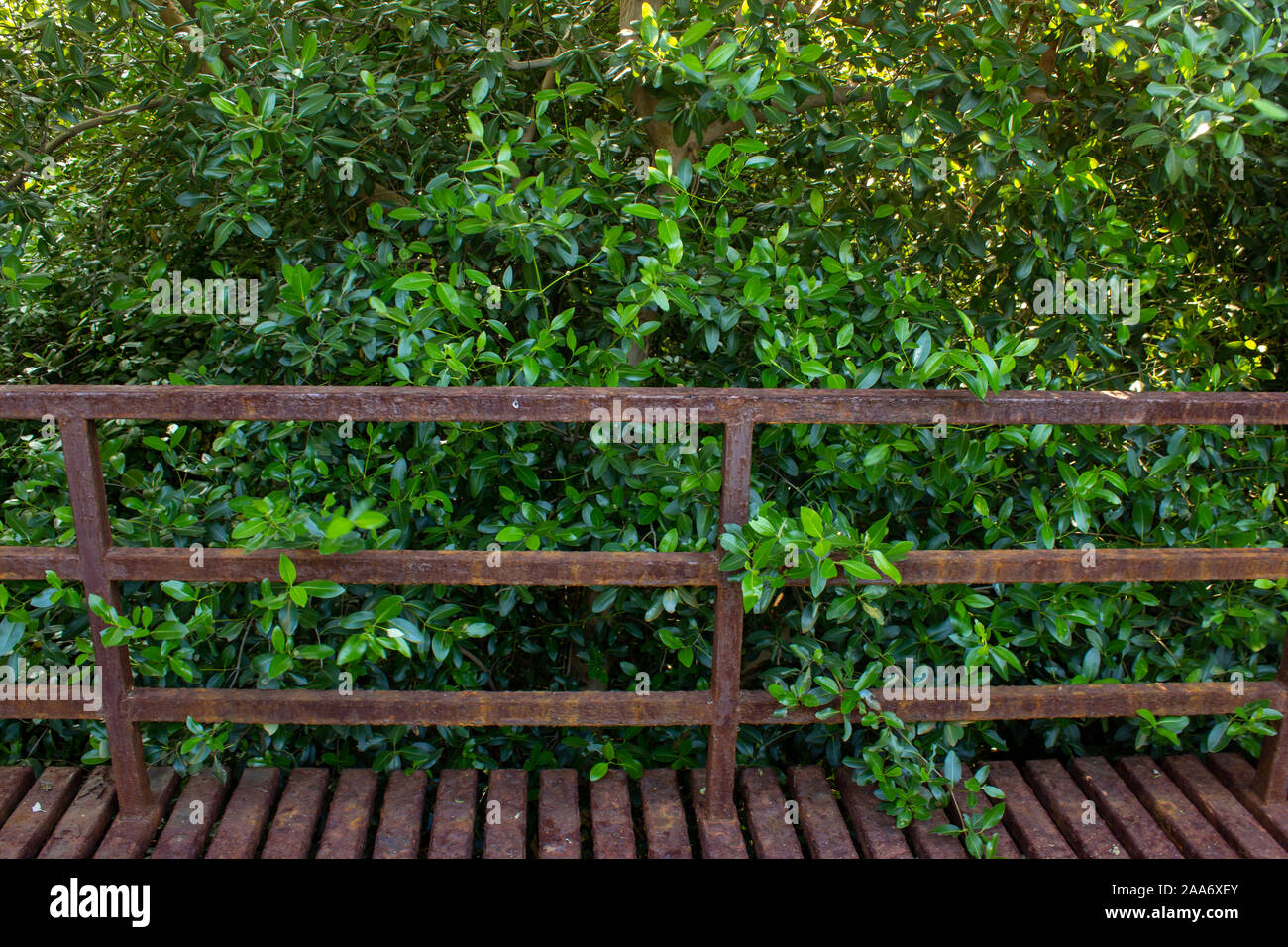 View of hand railings and bridge in a park, Chennai, India with vegetation in background Stock Photo