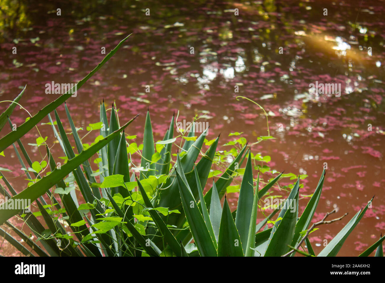 Beautiful view of pond with purple colour algae in a park Stock Photo