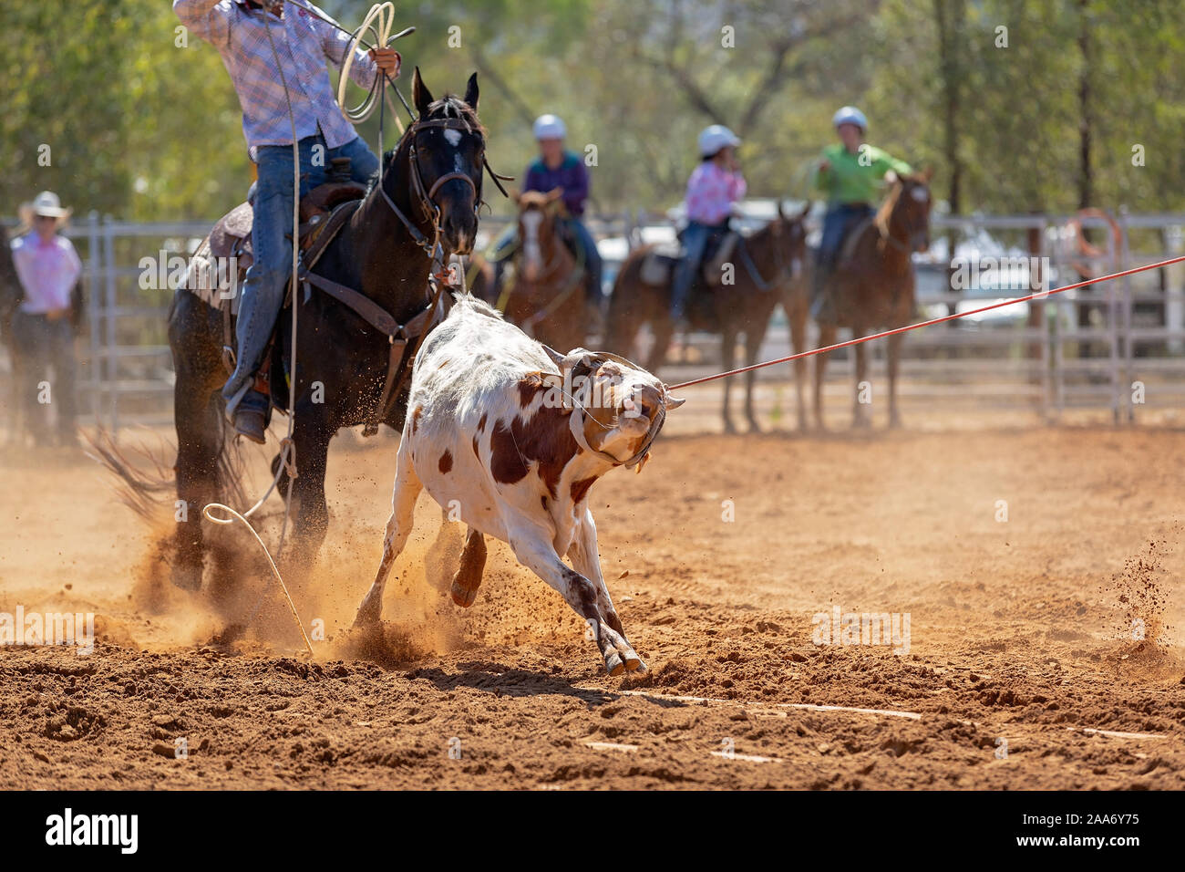 Calf being lassoed in a team calf roping event by cowboys at a country ...