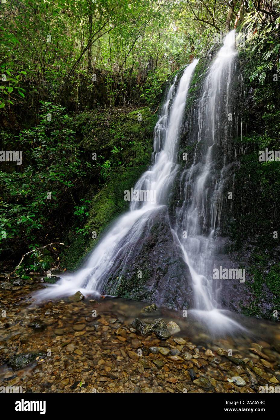 Elvy Stream Waterfall, Pelorus Bridge scenic reserve, Marlborough, New Zealand. Stock Photo