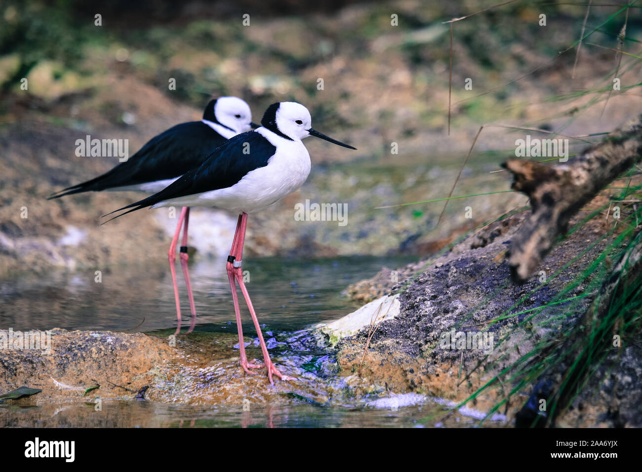 Stilt is a common name for several species of birds in the family Recurvirostridae, which also includes those known as avocets. Stock Photo