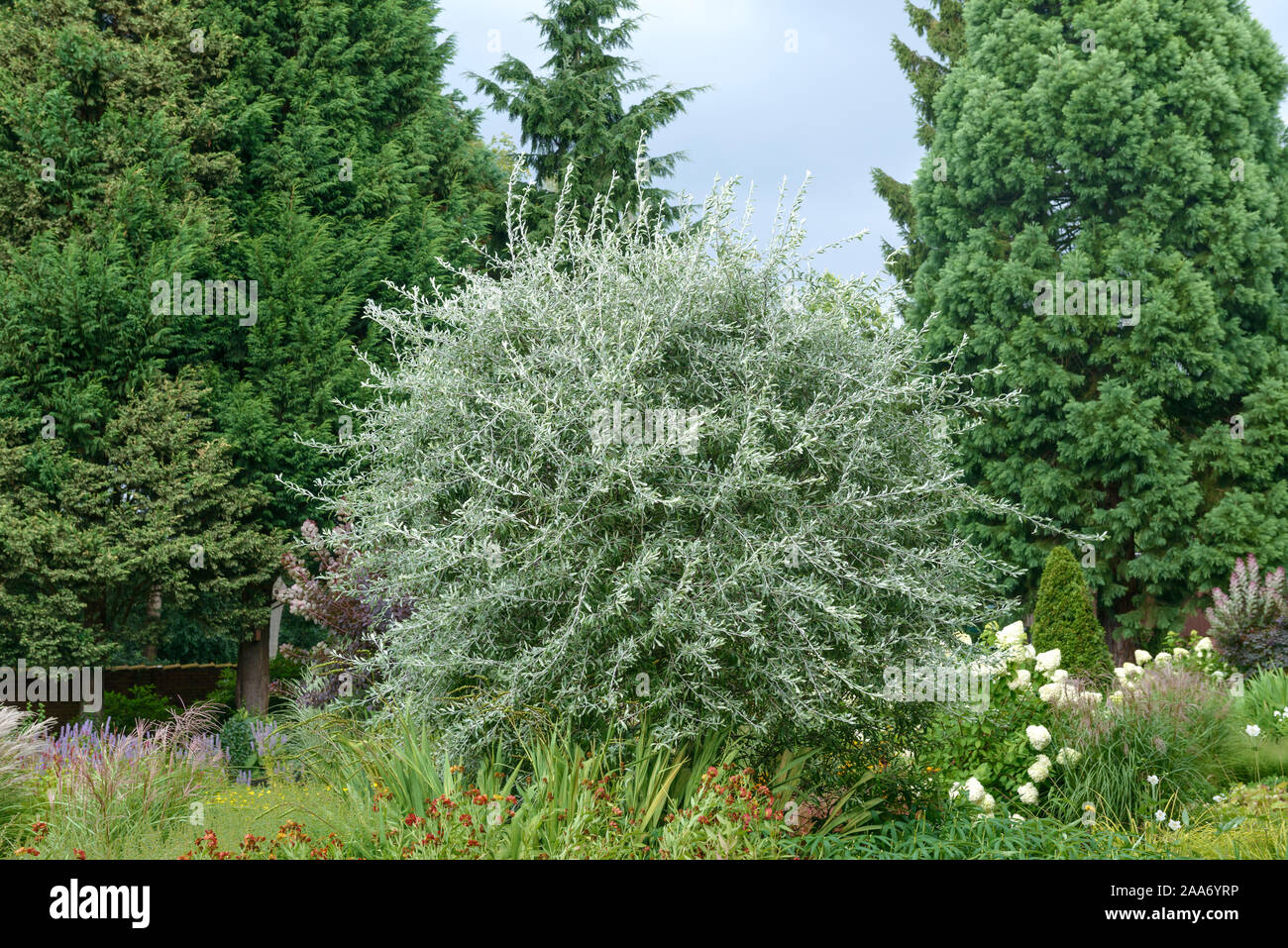 Weidenblättrige Birne (Pyrus salicifolia 'Pendula') Stock Photo