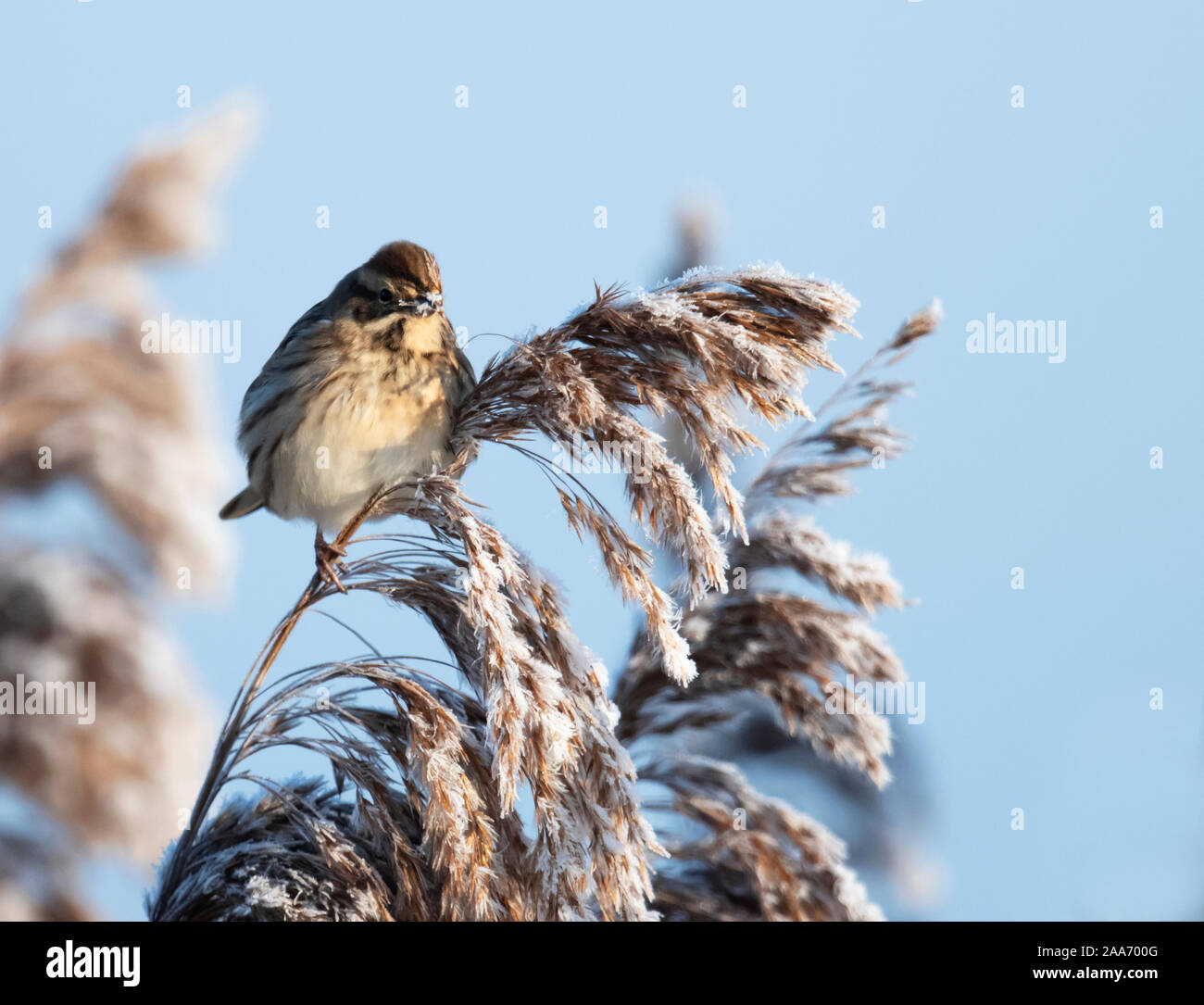 Female Reed Bunting (Emberiza schoeniclus) perched on frost covered reed, Suffolk Stock Photo