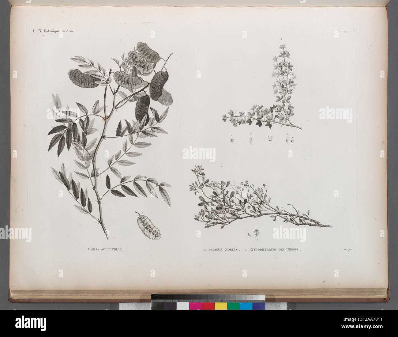 Botanique. 1. Cassia acutifolia; 2. Fagonia mollis; 3. Zygophyllum decumbens.; Botanique. 1. Cassia acutifolia; 2. Fagonia mollis; 3. Zygophyllum decumbens. Stock Photo