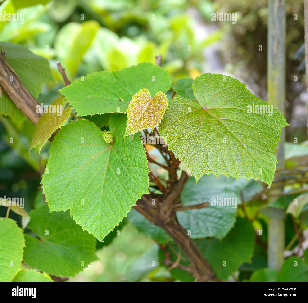 Scharlach-Rebe (Vitis coignetiae) Stock Photo