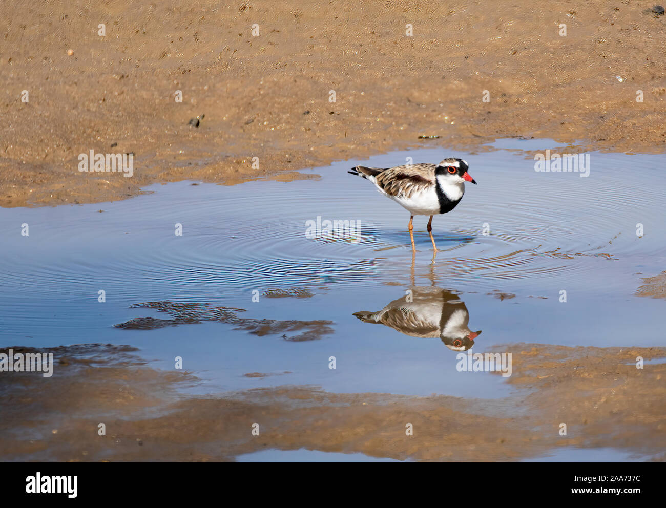 A Black-fronted Dotterel foraging along the edge of a river sandbank in Queensland, Australia Stock Photo