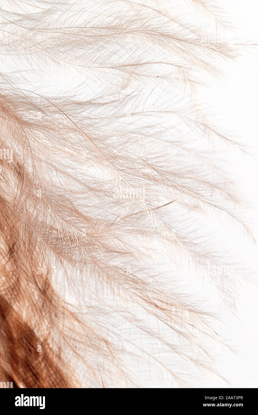 Fragment of bird feather. Soft focus, close-up. Blurred feather blur. duck feathers as a background. macro. Stock Photo