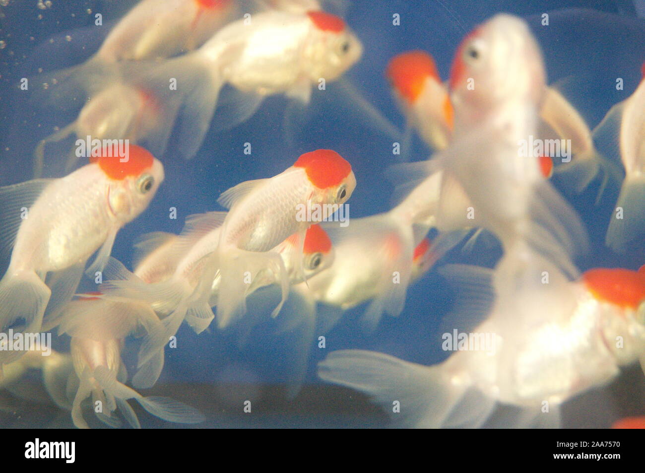 Aquarium fish, very cute fish Stock Photo - Alamy