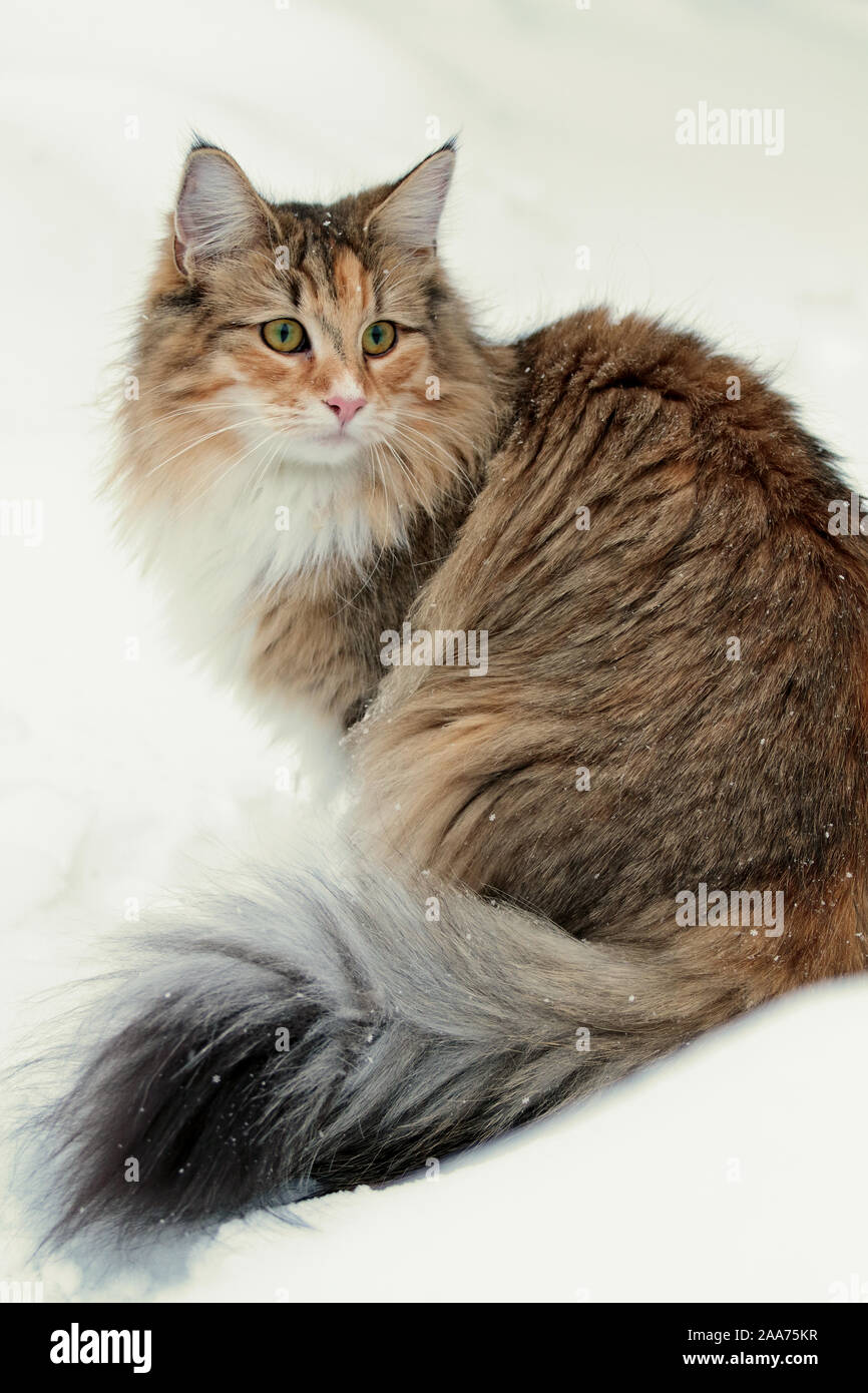 cute norwegian forest cat