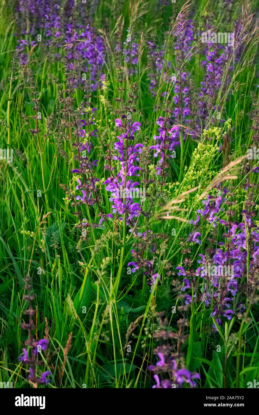 Salvia pratensis on calcareous soil, Aquitaine, France Stock Photo
