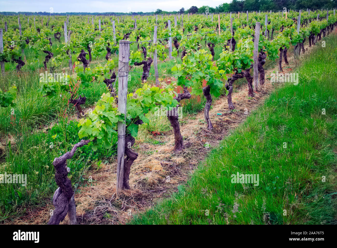 Vineyard Entre Deux mers, Bordeaux, in May, using Double Guyot pruning technique Stock Photo