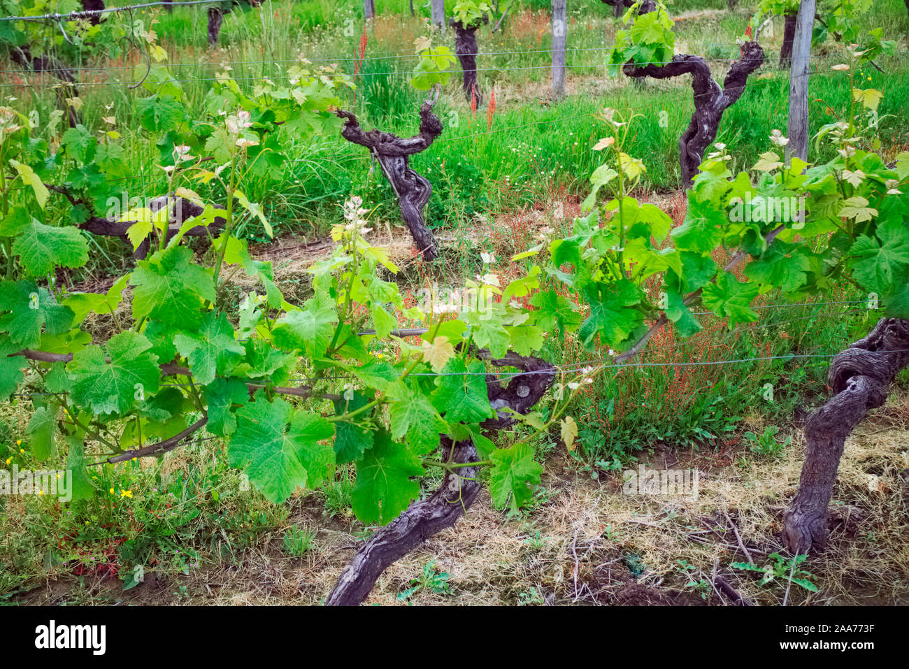 Vineyard Entre Deux mers, Bordeaux, in May, using Double Guyot pruning technique Stock Photo