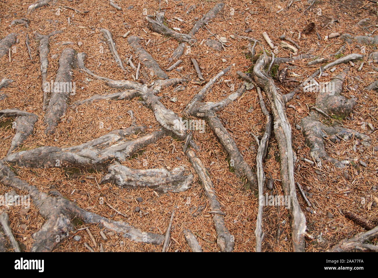 Fir Tree Roots High Resolution Stock Photography and Images Alamy
