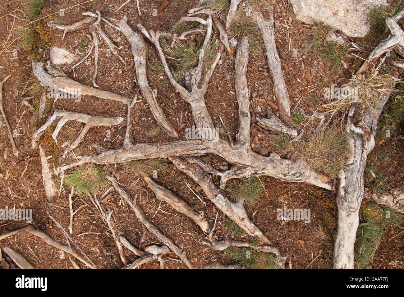 Fir Tree Roots High Resolution Stock Photography and Images Alamy