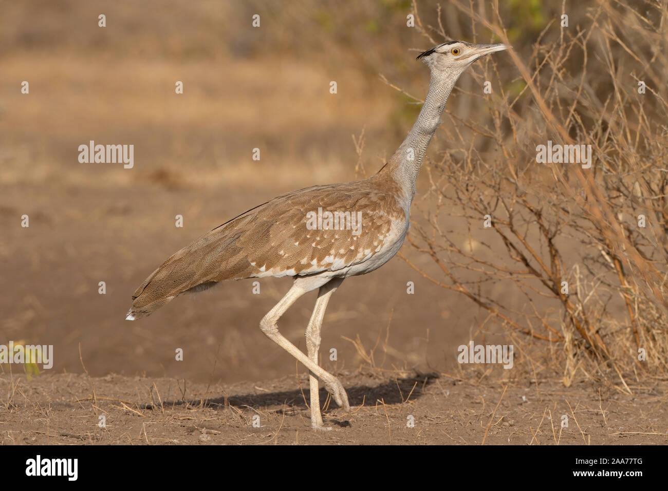 Arabian bustard hi-res stock photography and images - Alamy