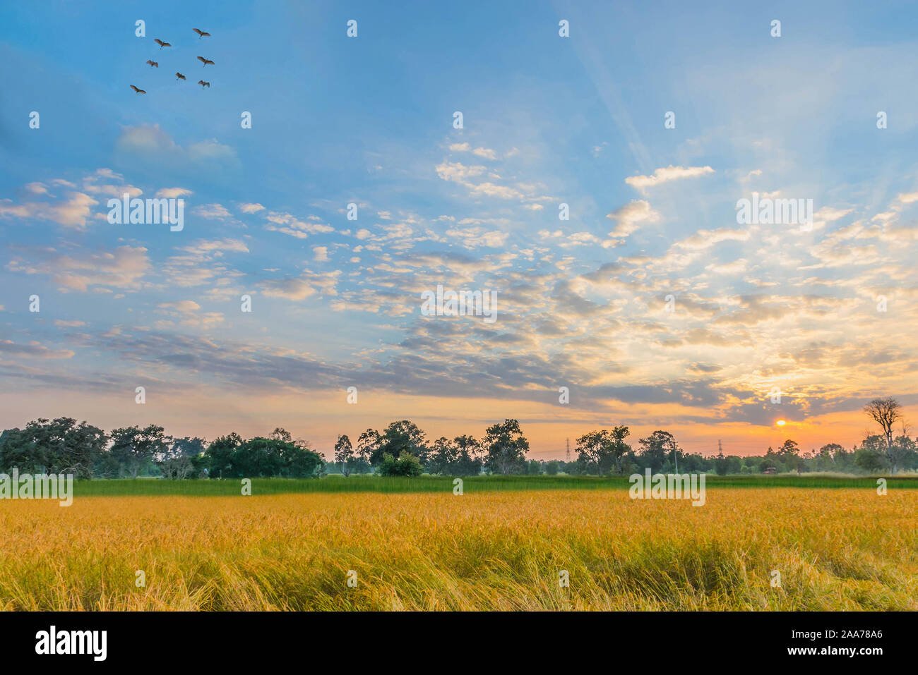Silhouette The Sunset With Harvest Season Of Brown Paddy Rice Field The Beautiful Sky And Cloud In Thailand Stock Photo Alamy