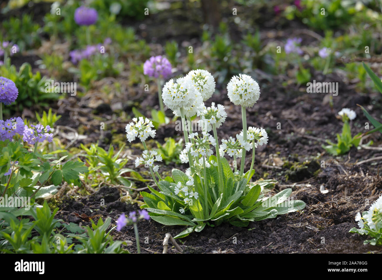 Kugel-Primel (Primula denticulata 'Alba') Stock Photo
