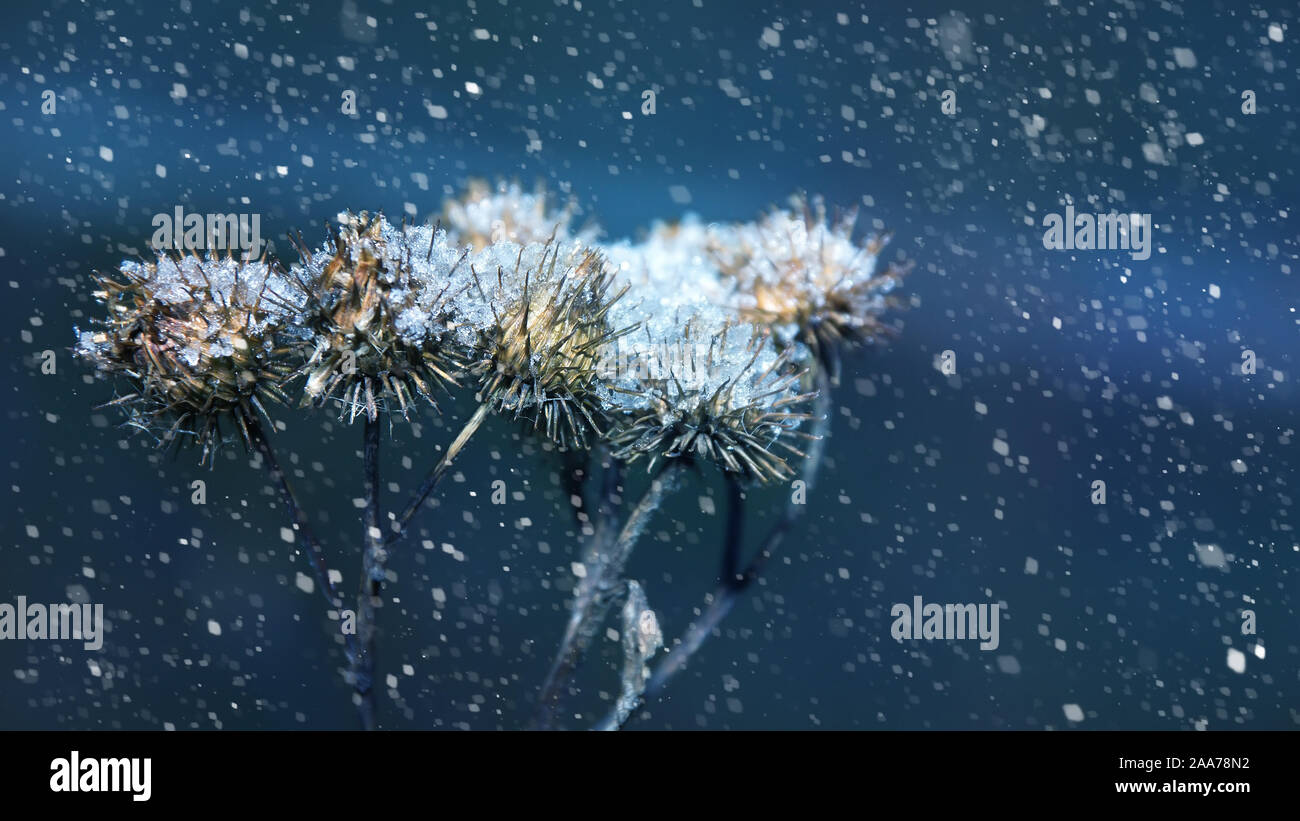 burrs in the snow the beginning of winter the first snow close-up Stock Photo