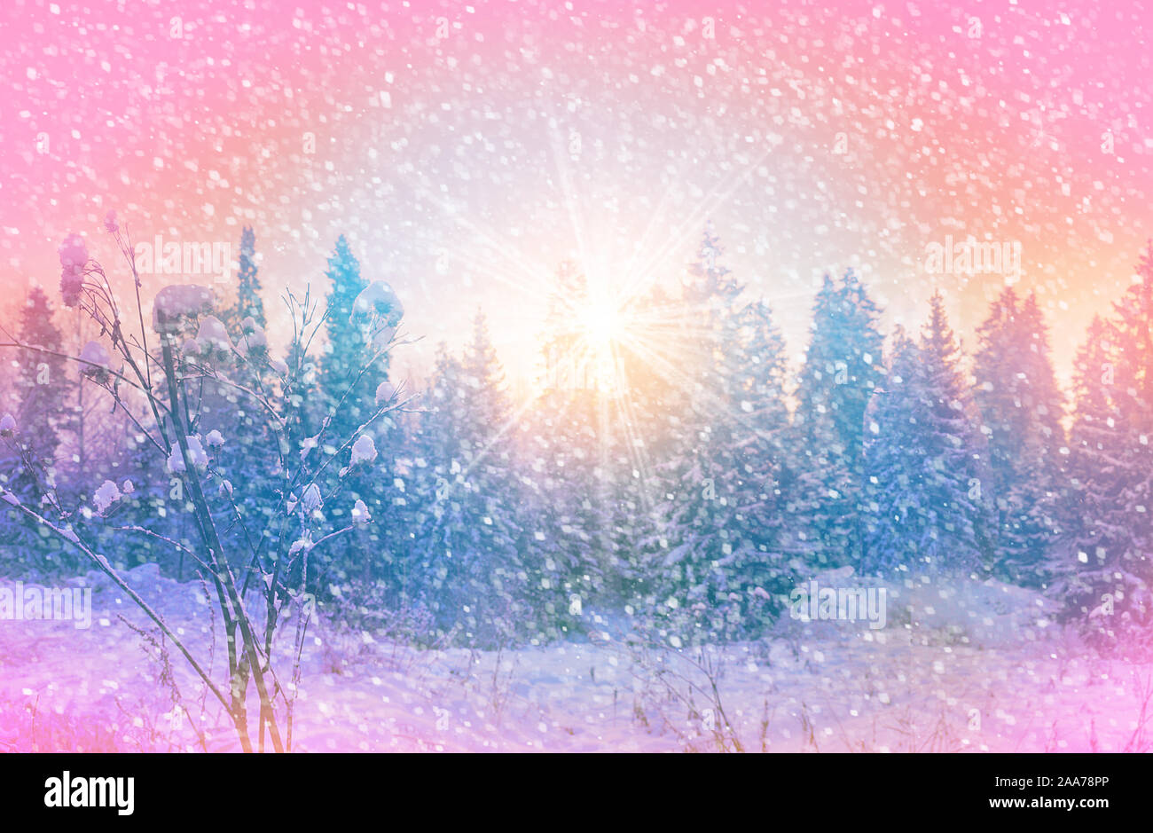 Beautiful snowy forest hi-res stock photography and images - Alamy