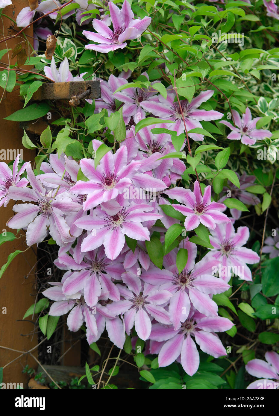 Clematis 'Nelly Moser' Stock Photo Alamy