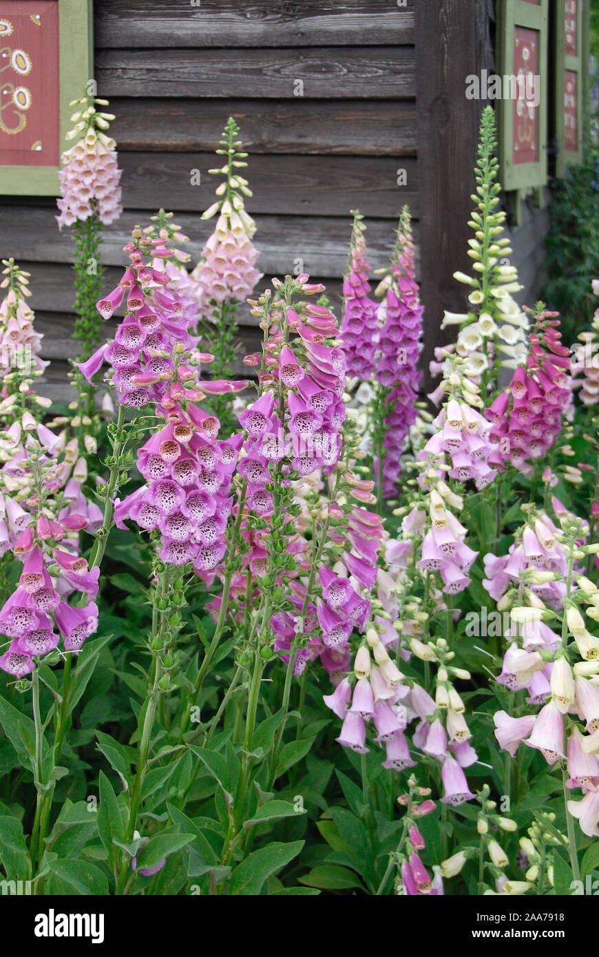 Digitalis blumen hires stock photography and images Alamy