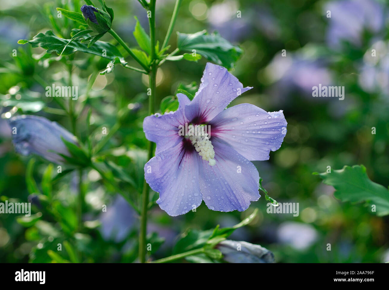 Hibiscus syriacus 'Blue Bird' Stock Photo Alamy