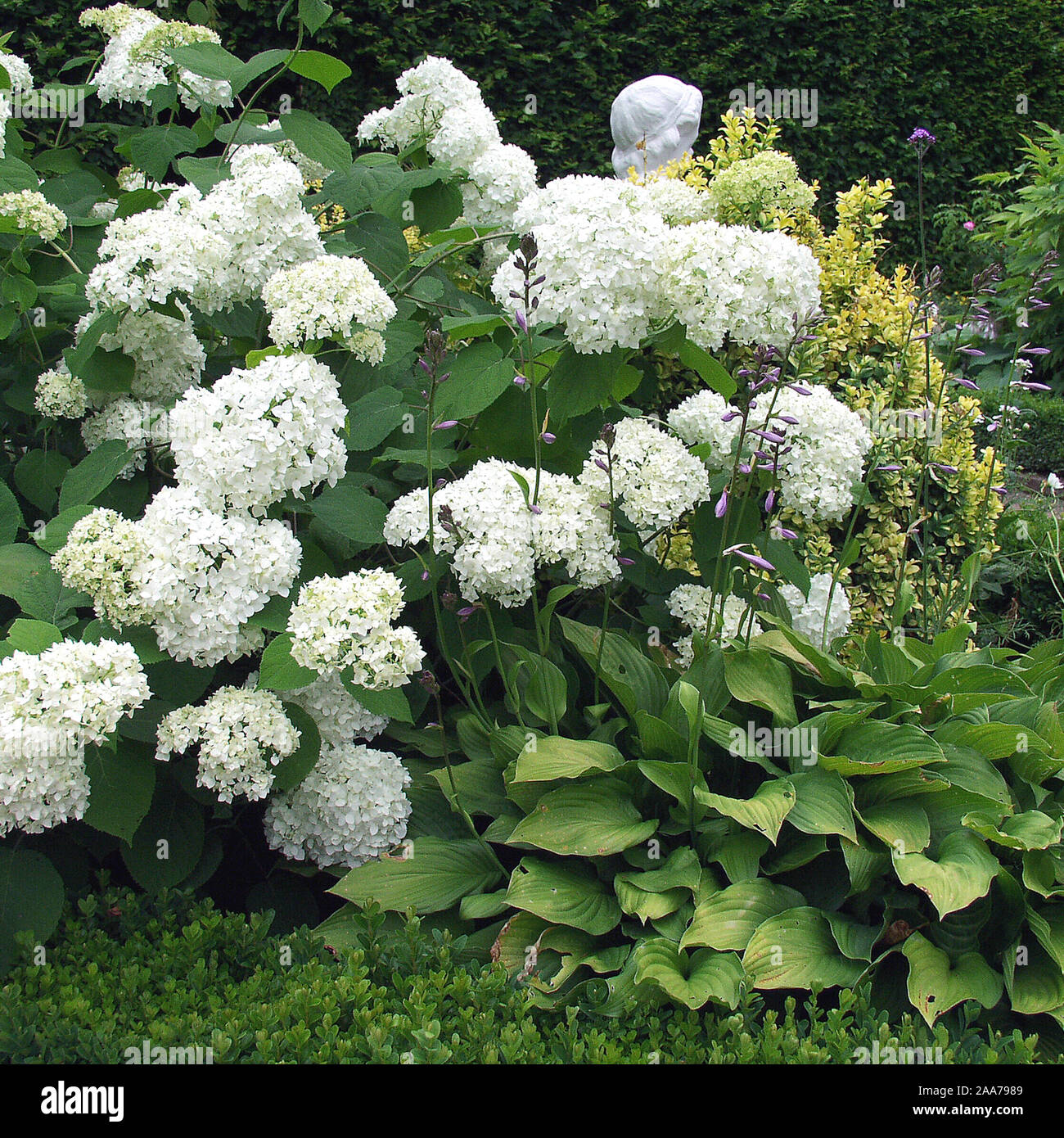 Hydrangea arborescens Grandiflora Stock Photo - Alamy
