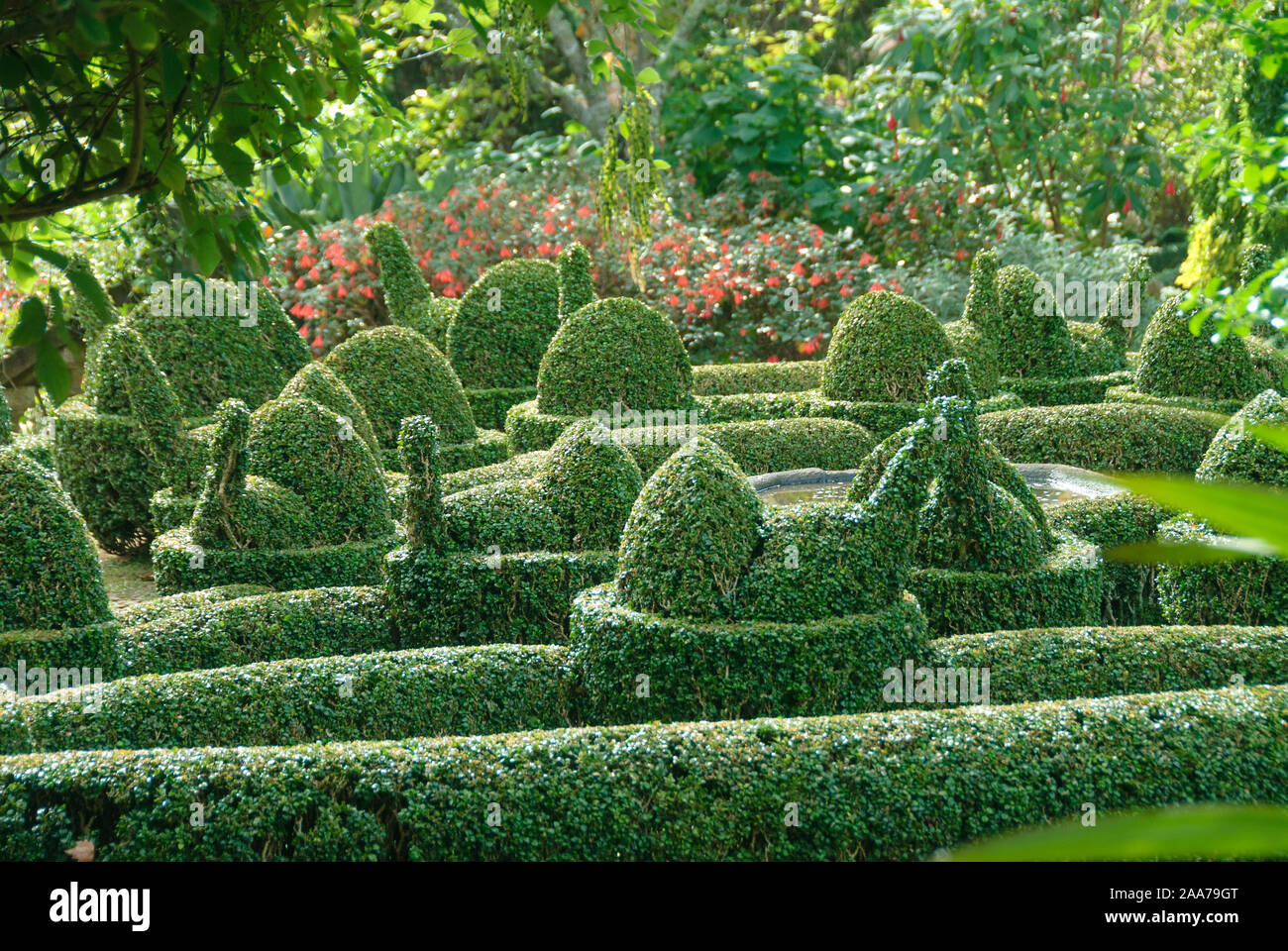 Buchsbaum (Buxus sempervirens var. arborescens) Stock Photo