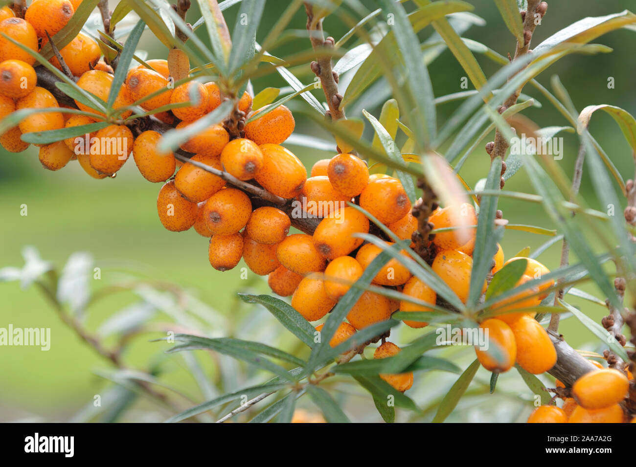 Sanddorn (Hippophae rhamnoides SANDORA) Stock Photo