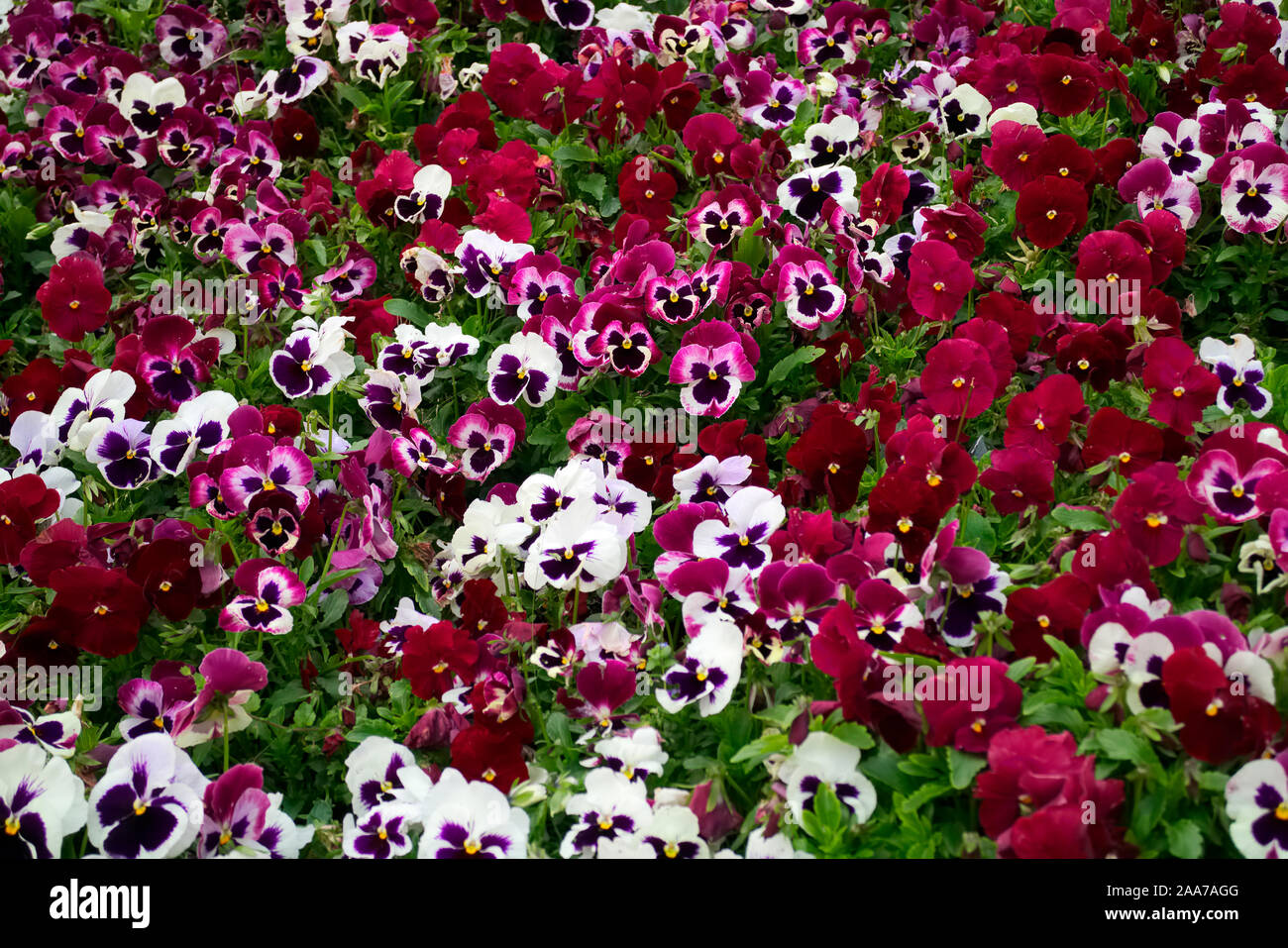 Purple-red pansies Viola cultivar used in spring bedding Stock Photo