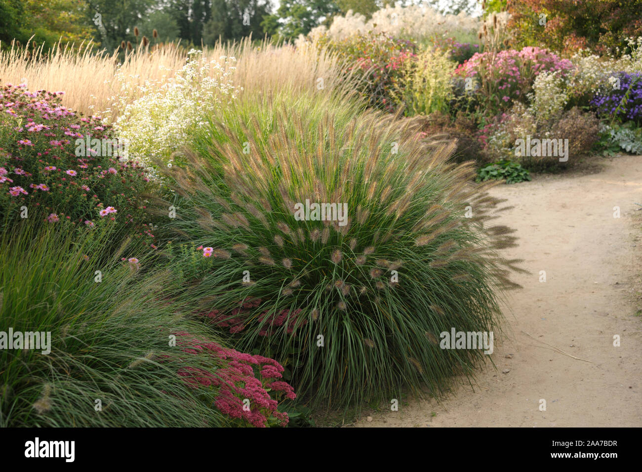 Lampenputzergras (Pennisetum alopecuroides 'Hameln') Stock Photo