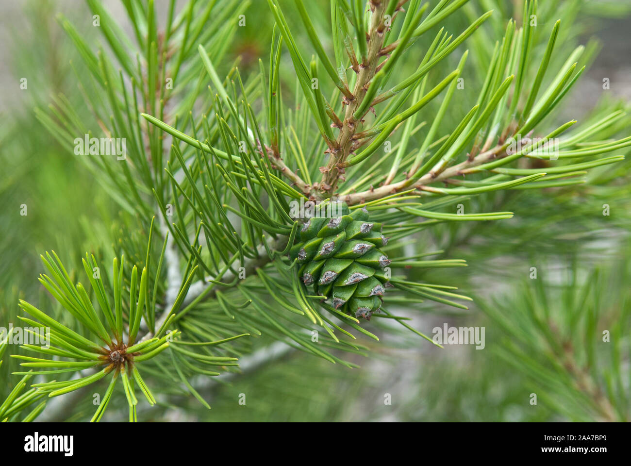 Bunges Kiefer (Pinus bungeana) Stock Photo
