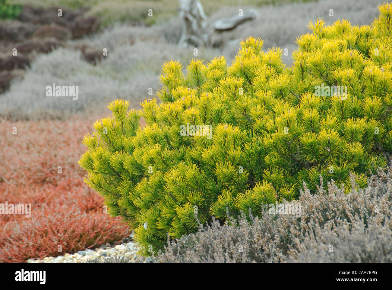 Krummholz-Kiefer (Pinus mugo 'Carsten'), Besenheide (Calluna vulgaris) Stock Photo