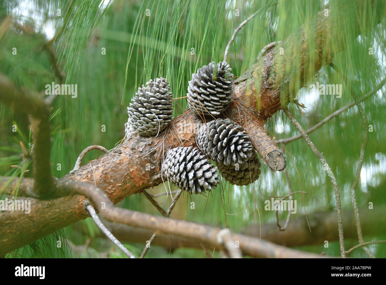 Jelote-Kiefer (Pinus patula) Stock Photo