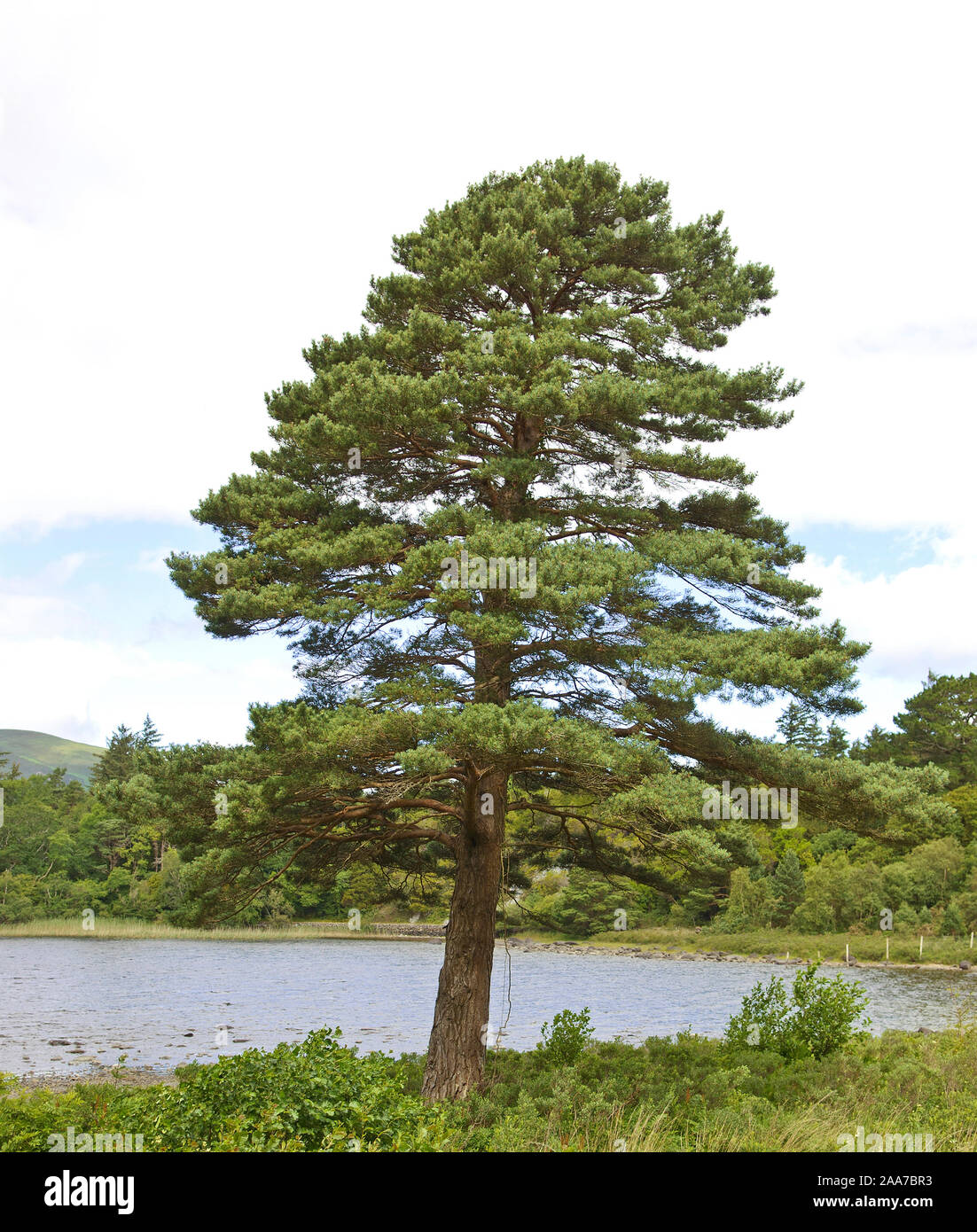 Schottische Kiefer (Pinus sylvestris) Stock Photo