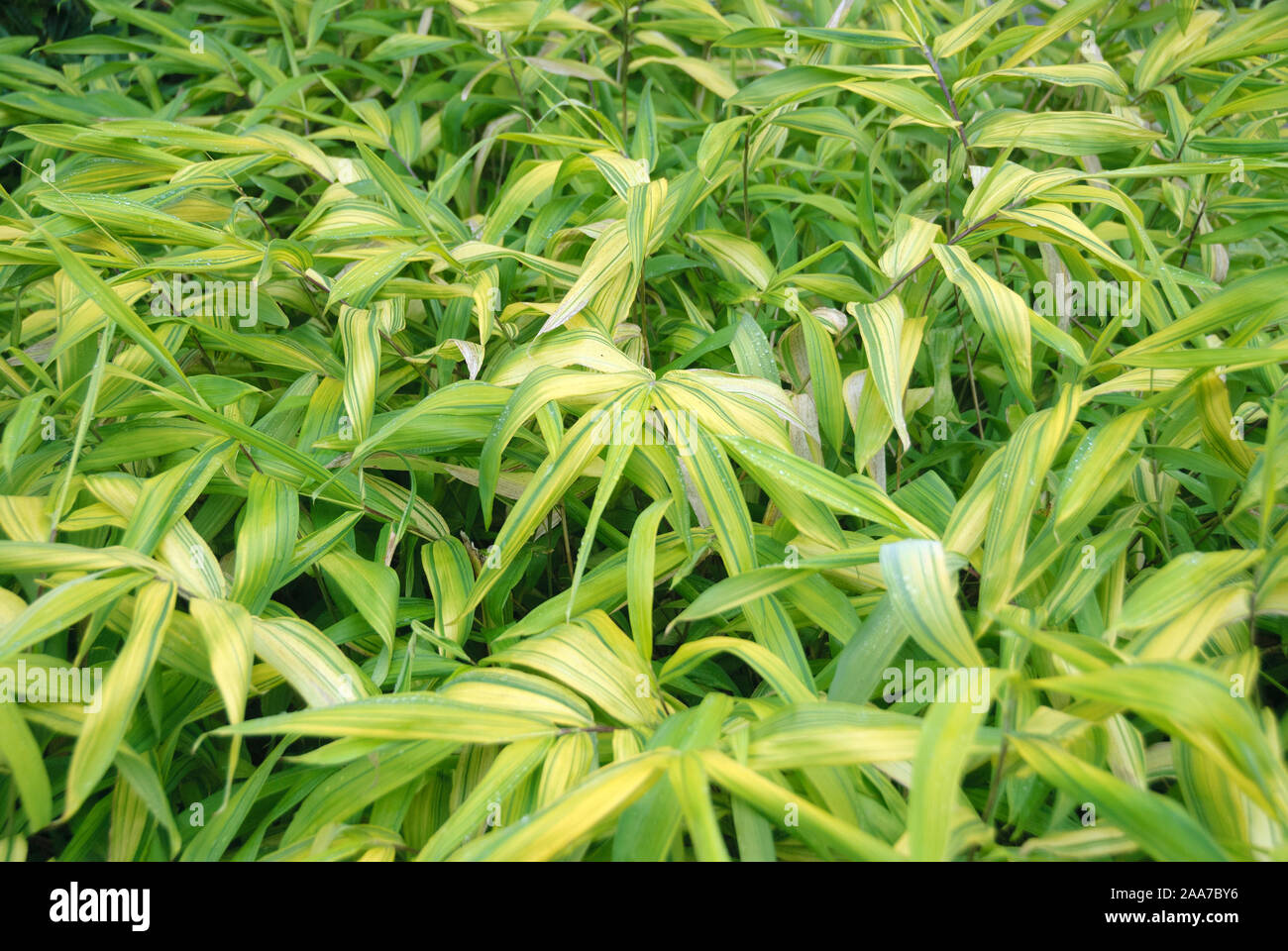 Pleioblastus viridistriatus auricoma hi-res stock photography and ...