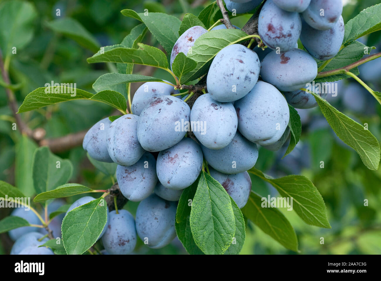 Pflaumenbaum Stock Photos Pflaumenbaum Stock Images Alamy