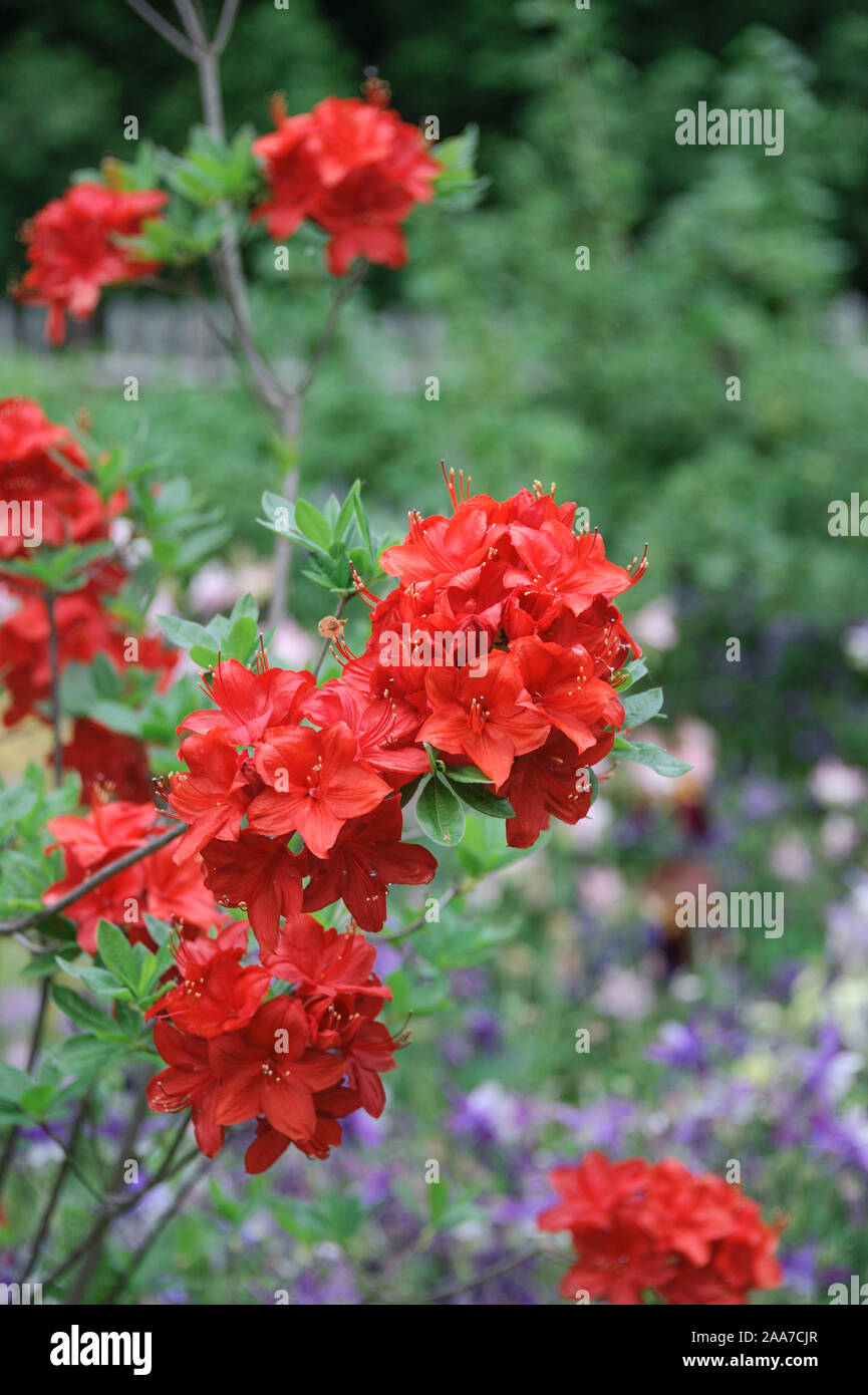 Mollis-Azalee (Rhododendron 'Parkfeuer' Stock Photo - Alamy