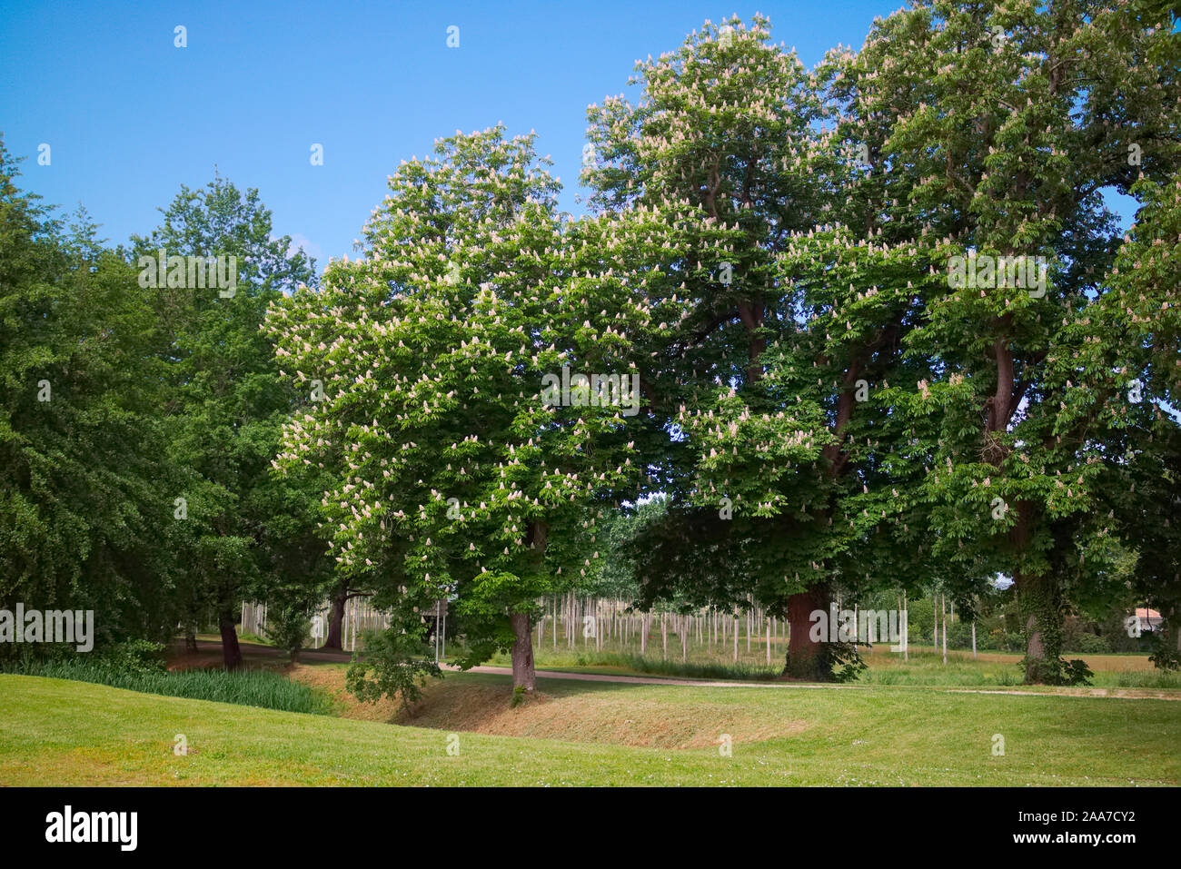 Aesculus hippocastanum Horse Chestnut tree in flower Stock Photo