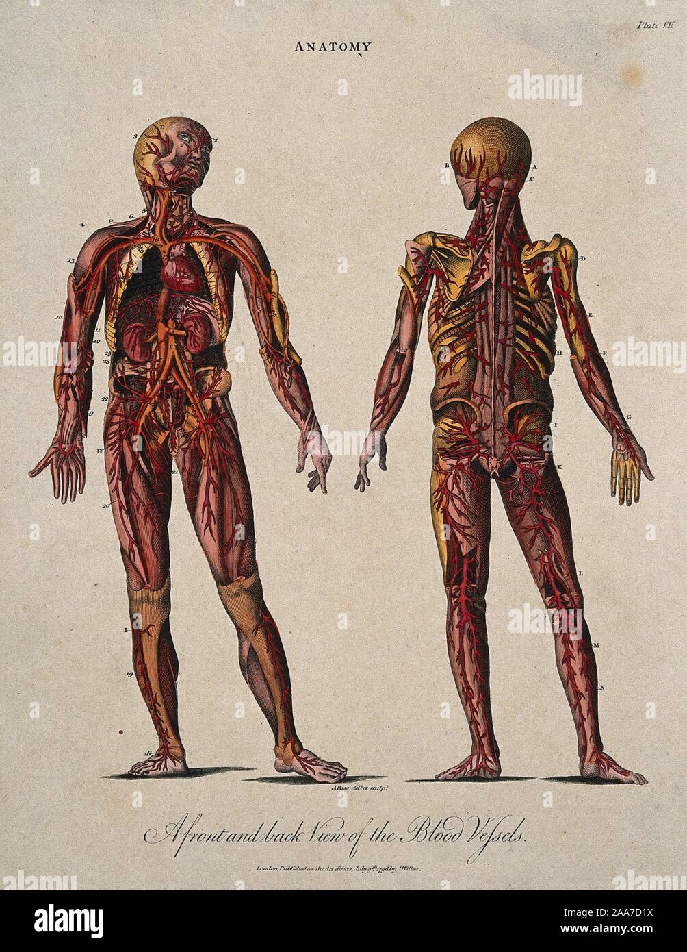 An corch showing the blood vessels, heart and kidneys front and back views. Coloured line engraving by J. Pass, 1.jpg - 2AA7D1X Stock Photo