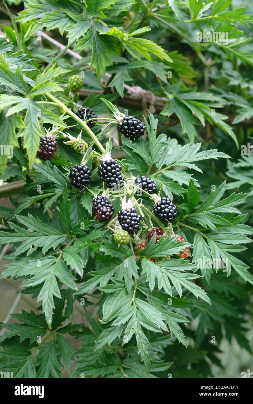 Stachellose Brombeere (Rubus fruticosus 'Thornless Evergreen' Stock