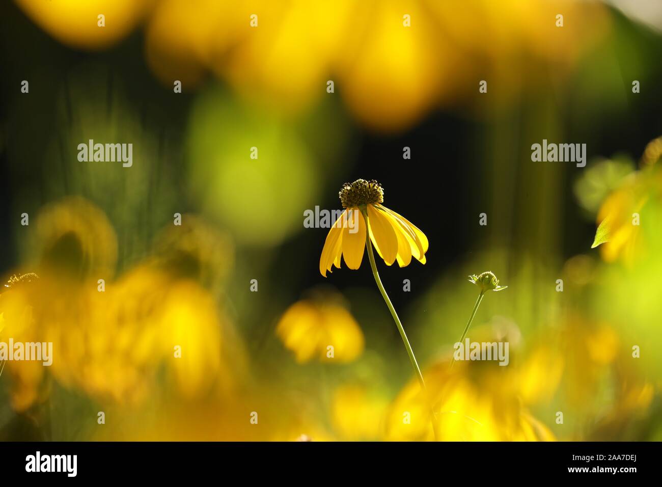 Cut-leaf Coneflower (Rudbeckia laciniata Stock Photo - Alamy